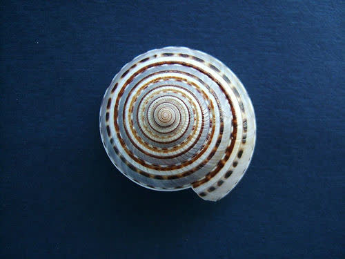 shell